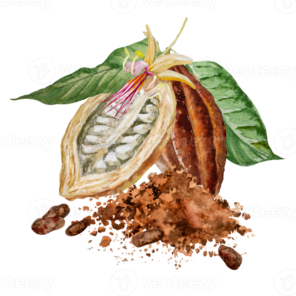 vattenfärg illustration av choklad, kakao Ingredienser med kakao bönor, färsk kakao skida och kakao massa. png