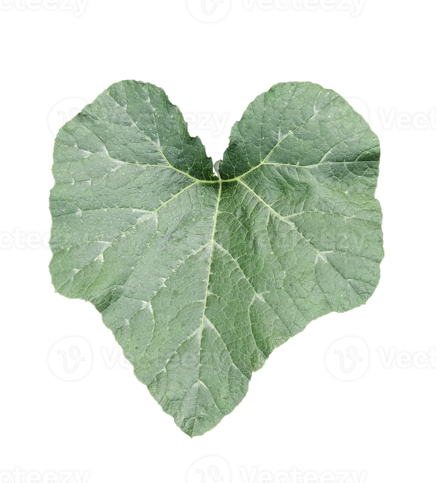 une cœur en forme de vert citrouille feuille sur une transparent arrière-plan, feuilles de une citrouille png