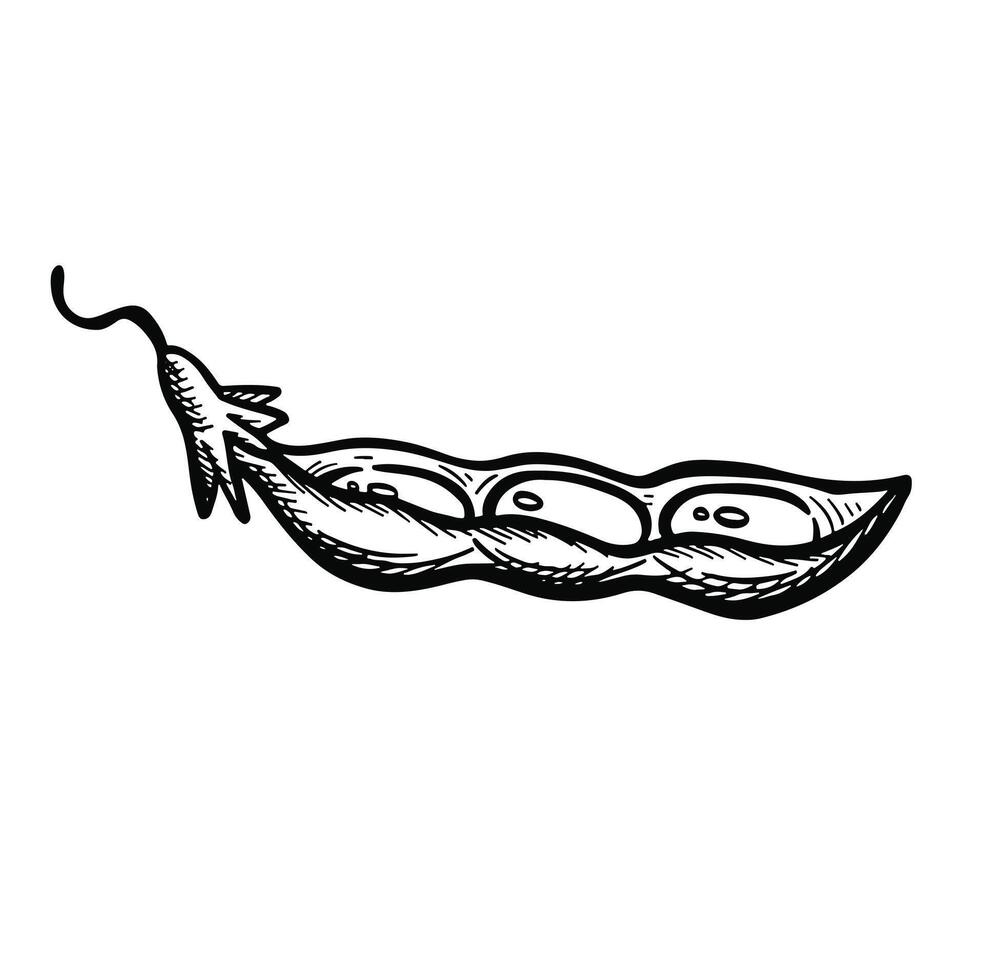 open soybean pod symbol sketch illustration. vector