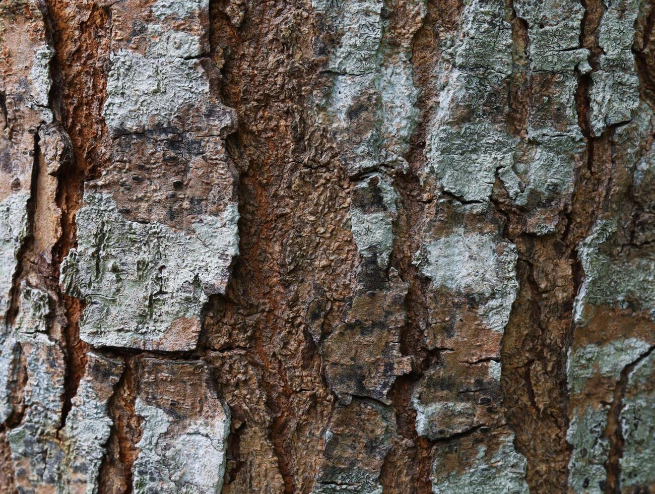 Tree Bark Texture or Background photo