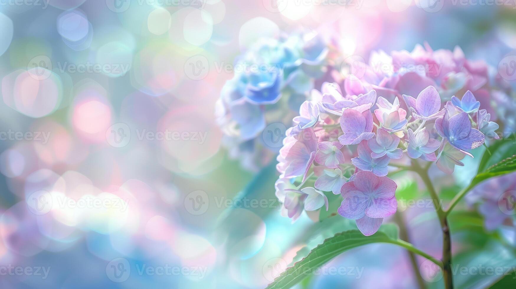 Hydrangea flowers soft pastel background. Bokeh effect. Copy space. photo