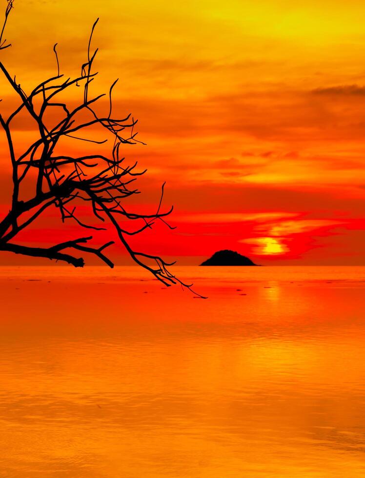 hermosa puesta de sol naranja cielo y árbol ramas a el mar antecedentes foto