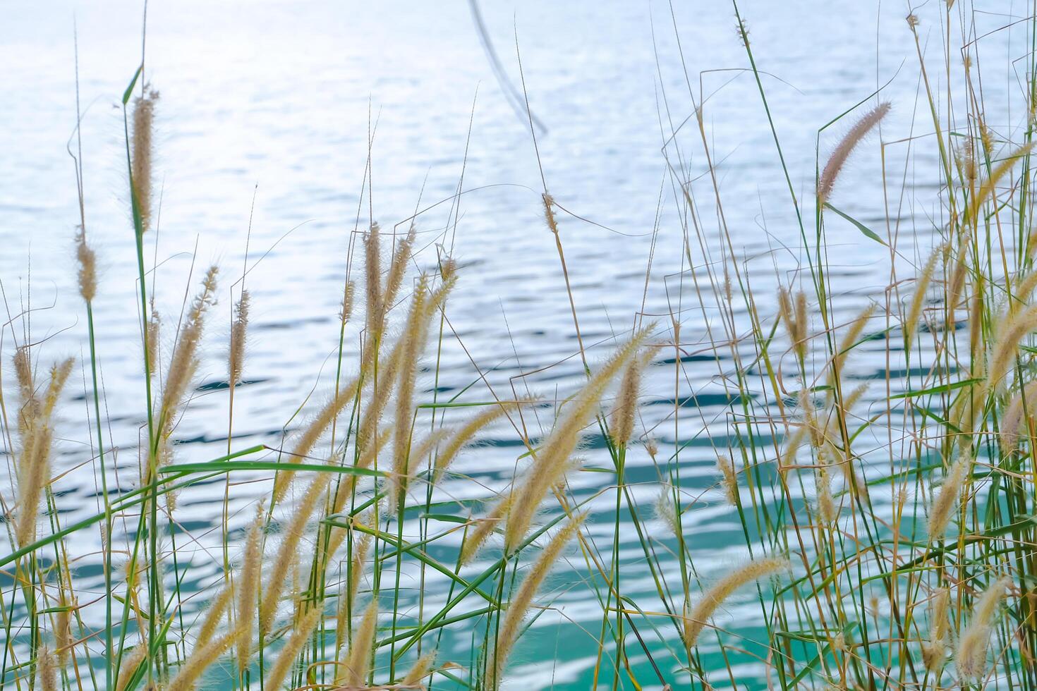 Yellow Flower grass on the lake on a summer photo