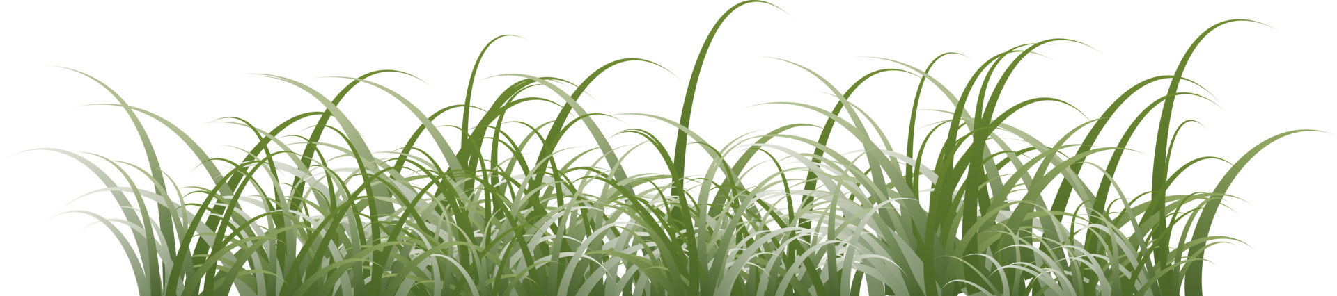 grass clipart transparent background png