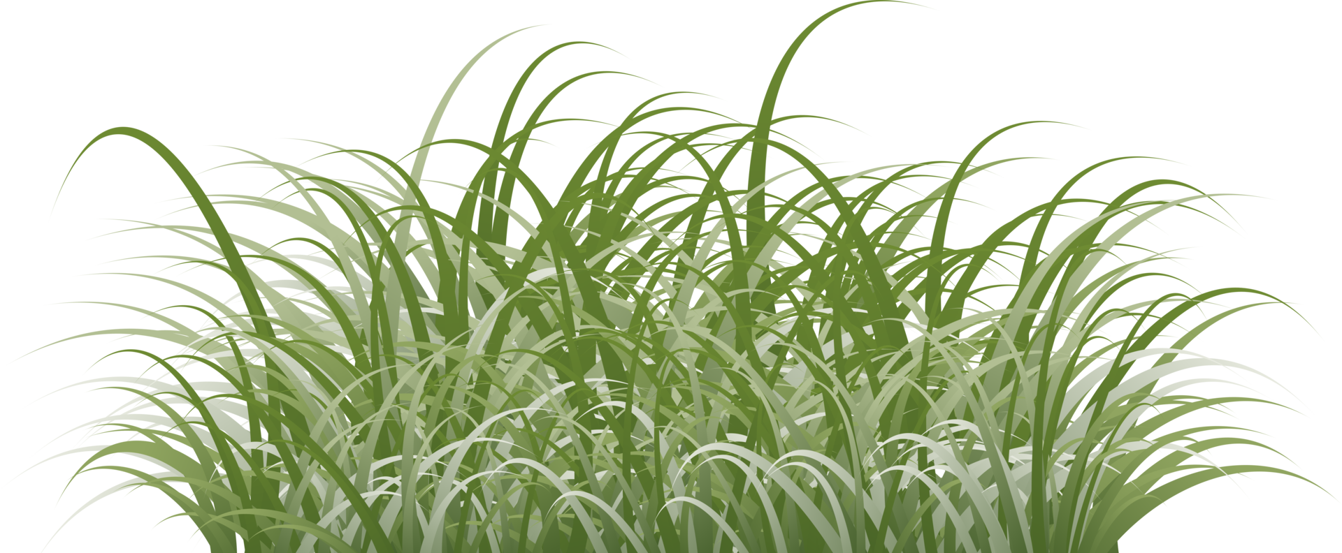 grass clipart transparent background png