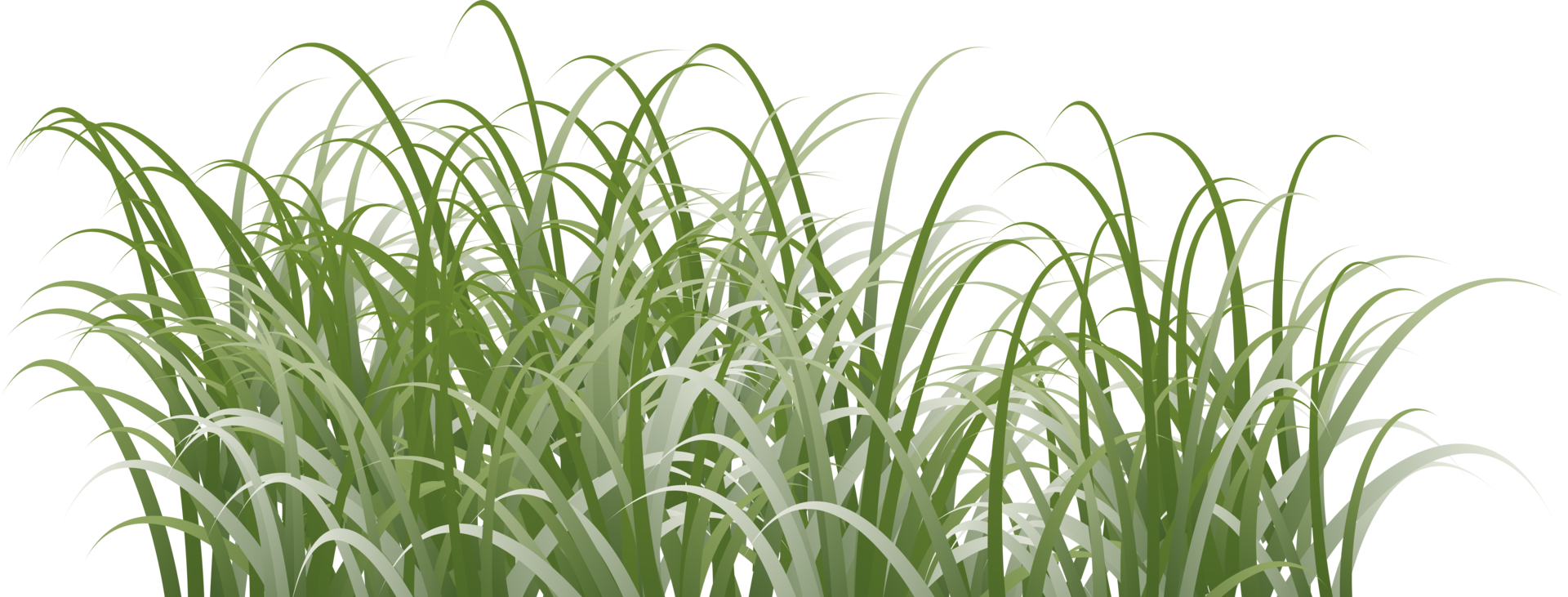 grass clipart transparent background png