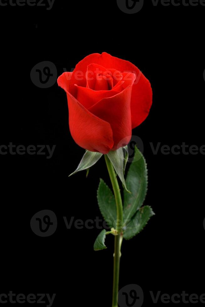 red roses on black background photo