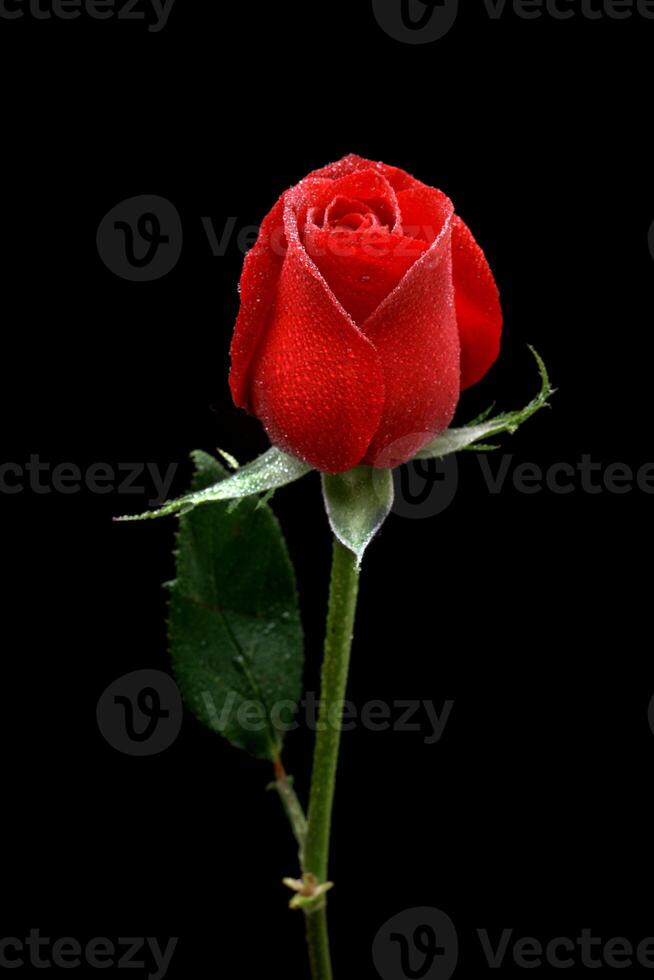 red roses on black background photo