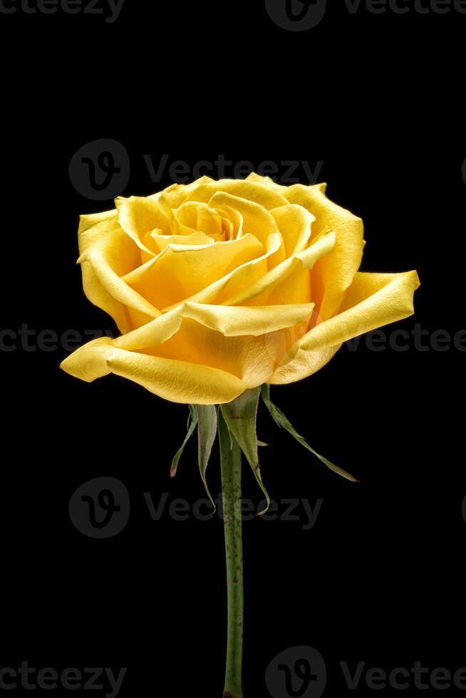 yellow roses on black background photo