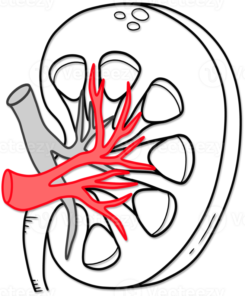 illustration of human kidney anatomy created by black and red line png