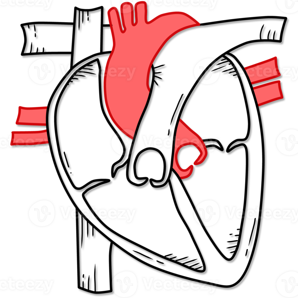 illustration of human heart anatomy created by black and red line png