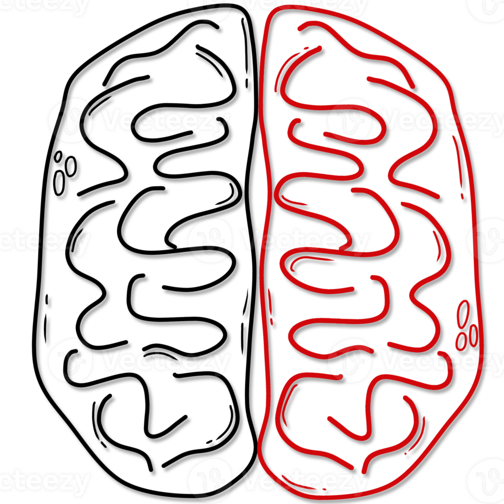 illustration of human brain anatomy created by black and red line png