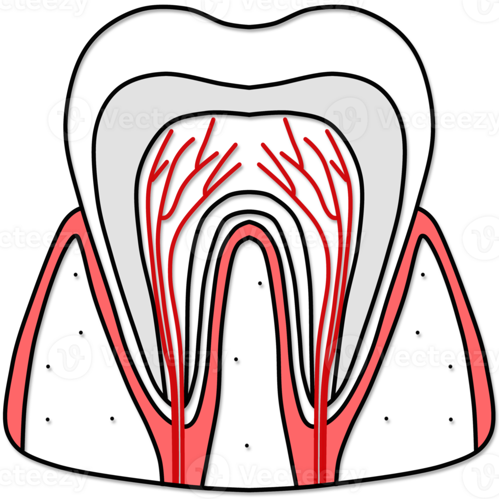 illustrazione di umano dente anatomia creato di nero e rosso linea png