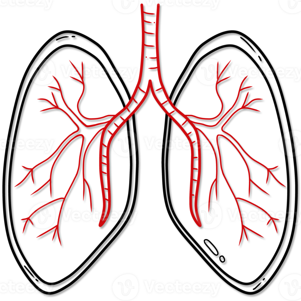 illustration of human lung anatomy created by black and red line png