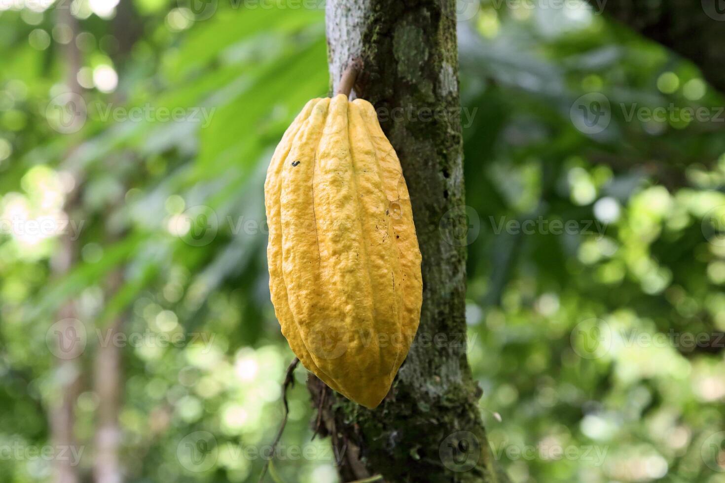cocoa harvest in Belem do Para, Brazil photo
