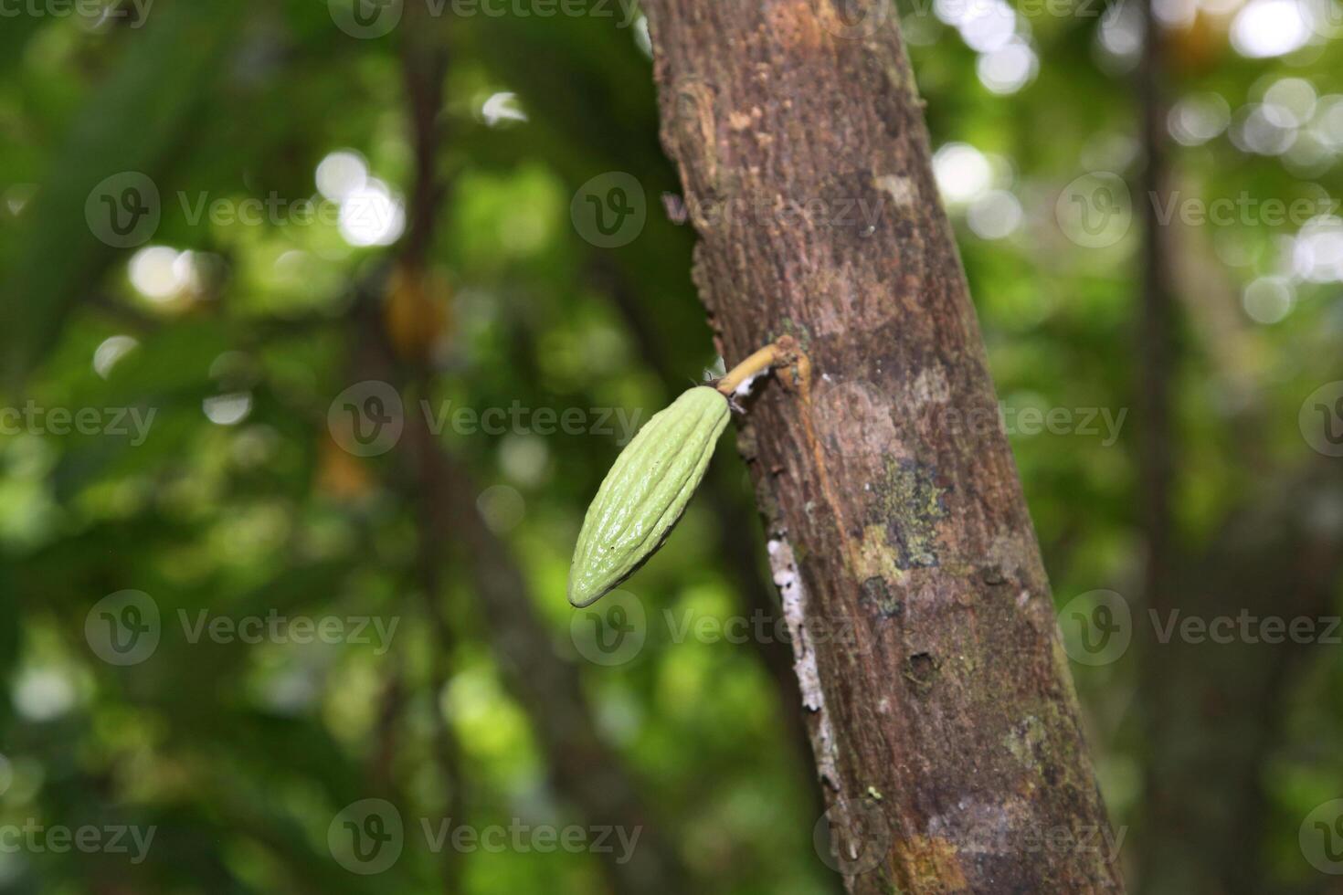 cacao cosecha en Belem hacer paraca, Brasil foto