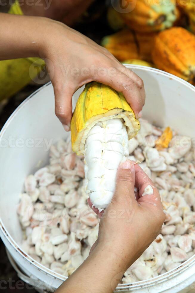 cocoa harvest in Belem do Para, Brazil photo