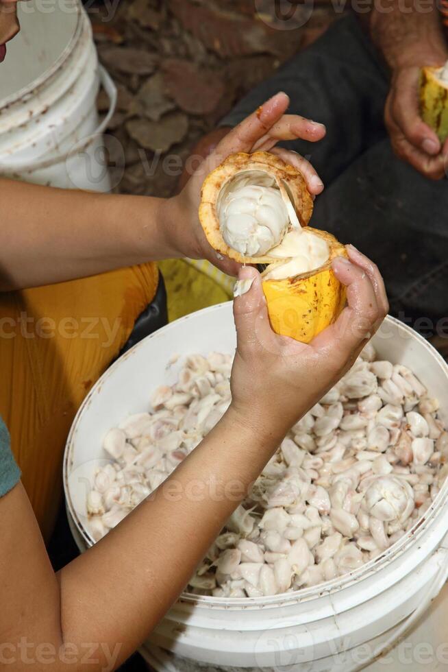 cocoa harvest in Belem do Para, Brazil photo