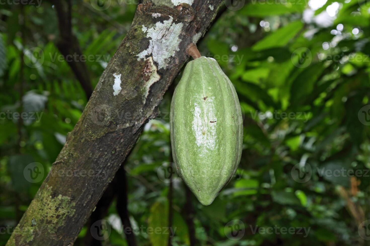 cocoa harvest in Belem do Para, Brazil photo