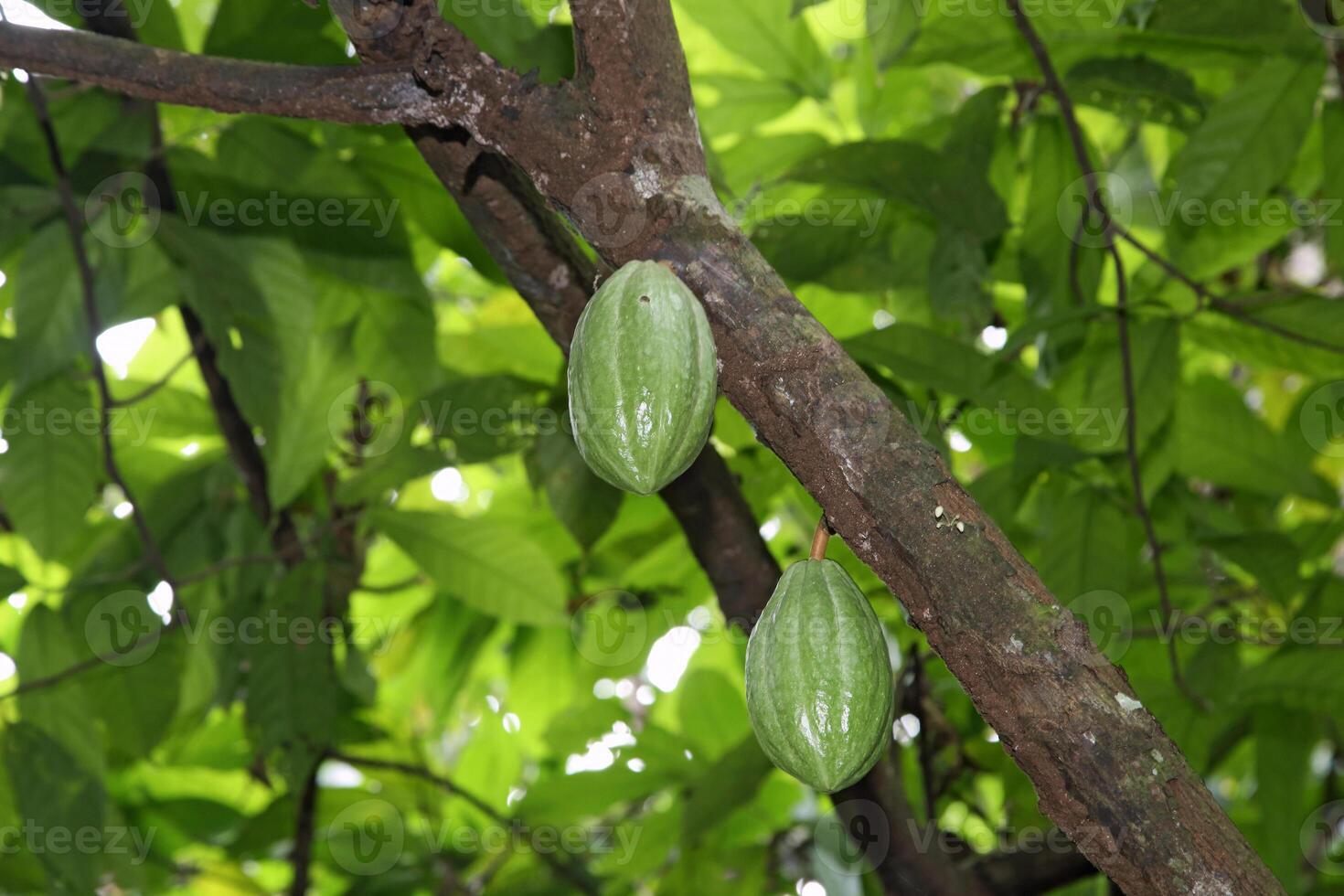 cocoa harvest in Belem do Para, Brazil photo