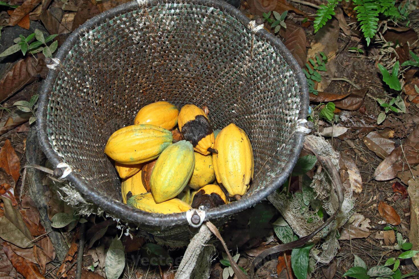 cocoa harvest in Belem do Para, Brazil photo