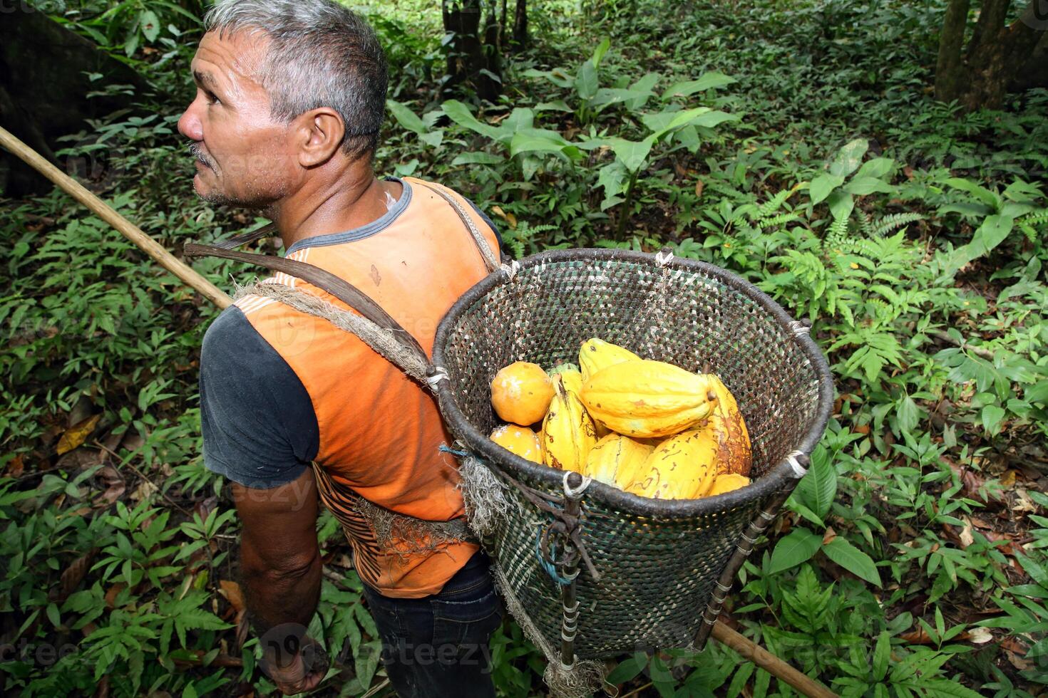 harvester with pannier with harvested cocoa on his back photo