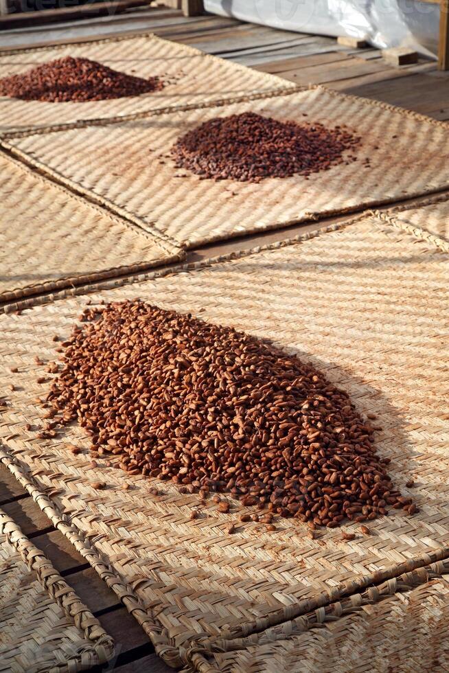 drying cocoa beans in the greenhouse photo