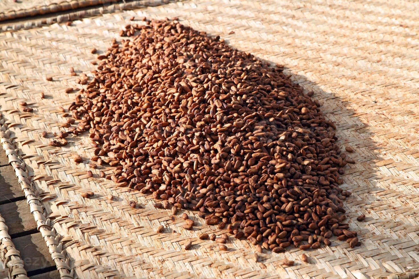 drying cocoa beans in the greenhouse photo