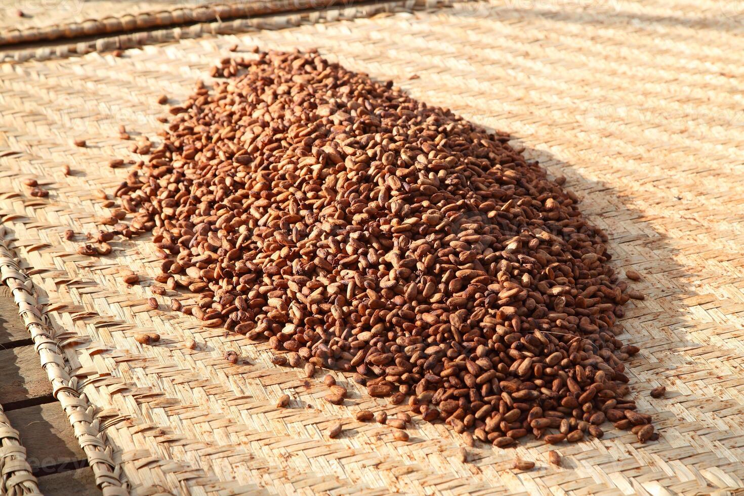 drying cocoa beans in the greenhouse photo