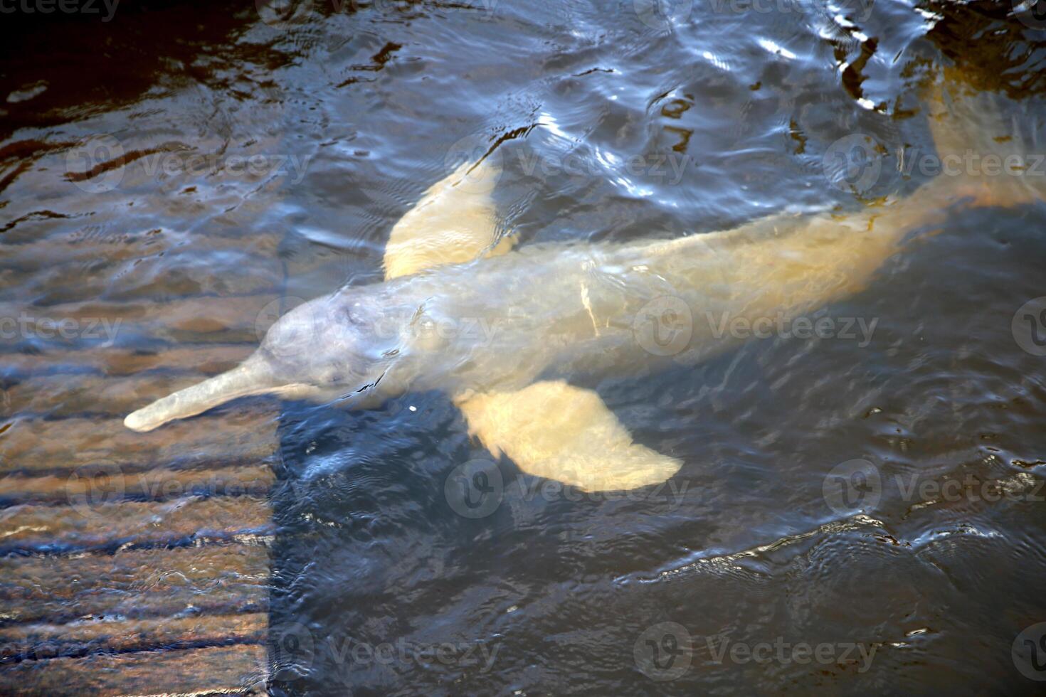 gray dolphin, friendly mammal that exists in quantity in the Tocantins River in Belem do Para, Brazil photo