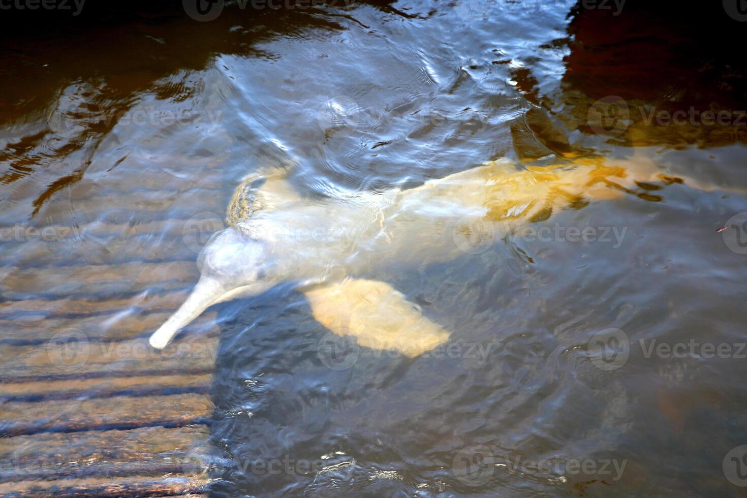 gray dolphin, friendly mammal that exists in quantity in the Tocantins River in Belem do Para, Brazil photo