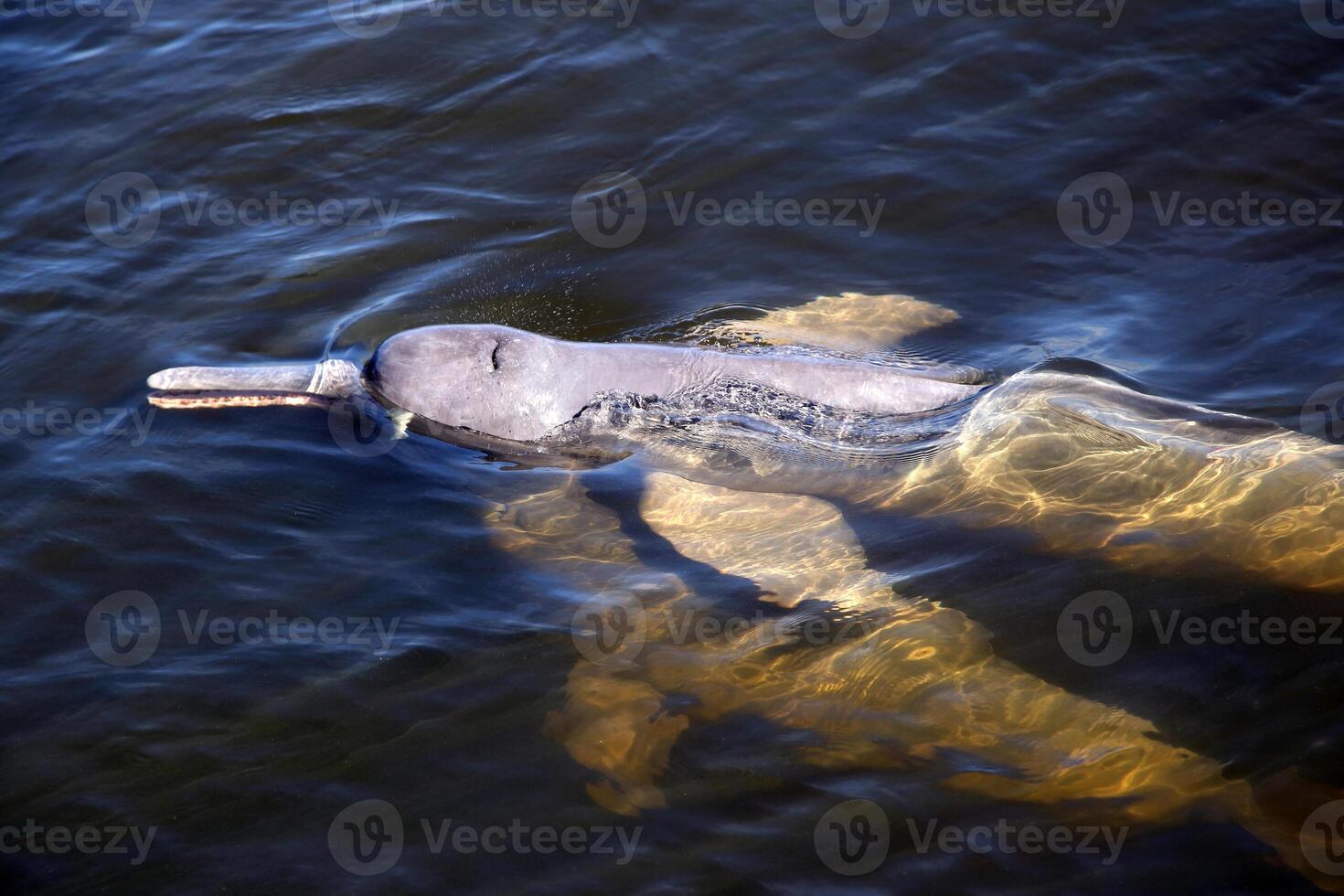 gray dolphin, friendly mammal that exists in quantity in the Tocantins River in Belem do Para, Brazil photo