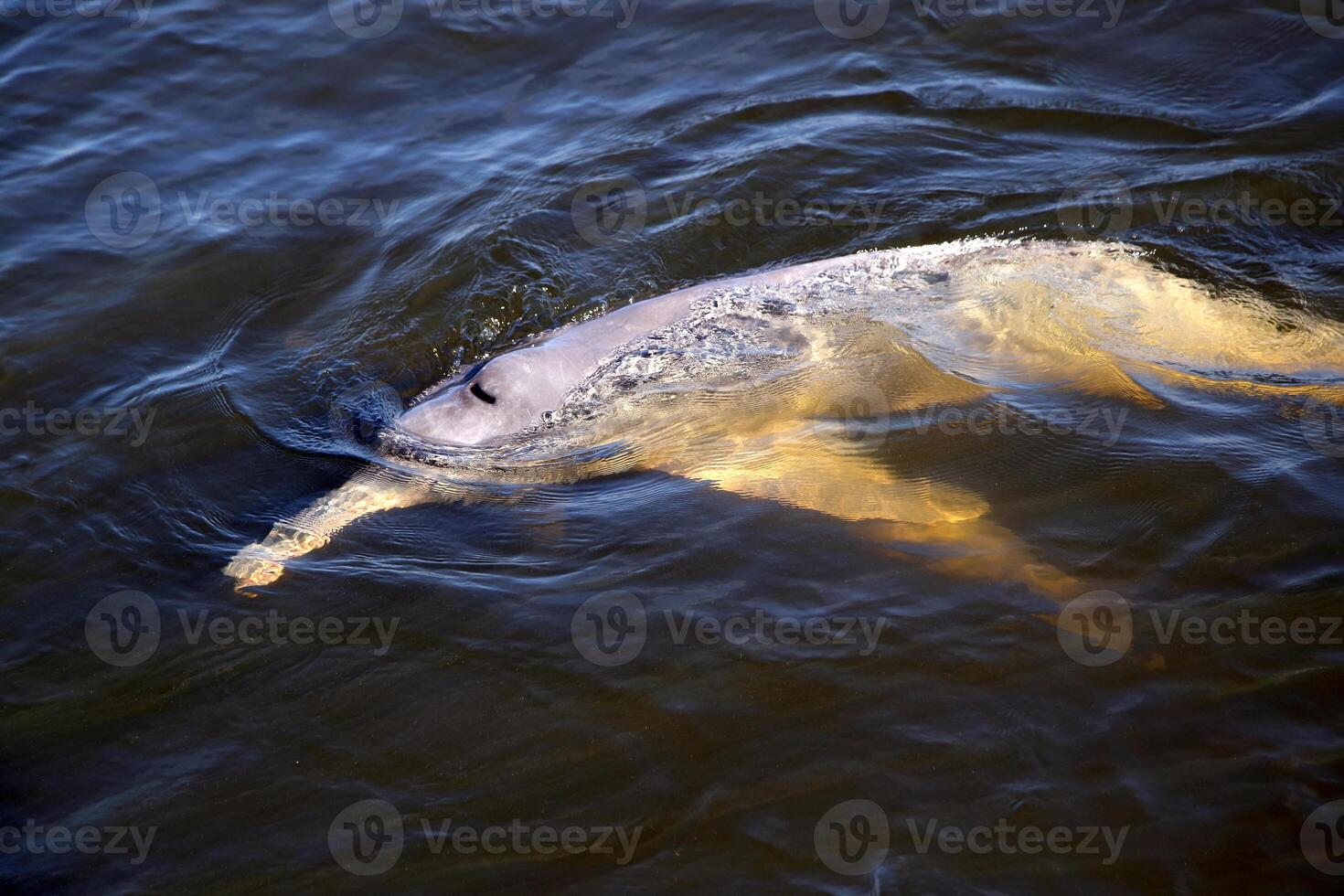 gray dolphin, friendly mammal that exists in quantity in the Tocantins River in Belem do Para, Brazil photo