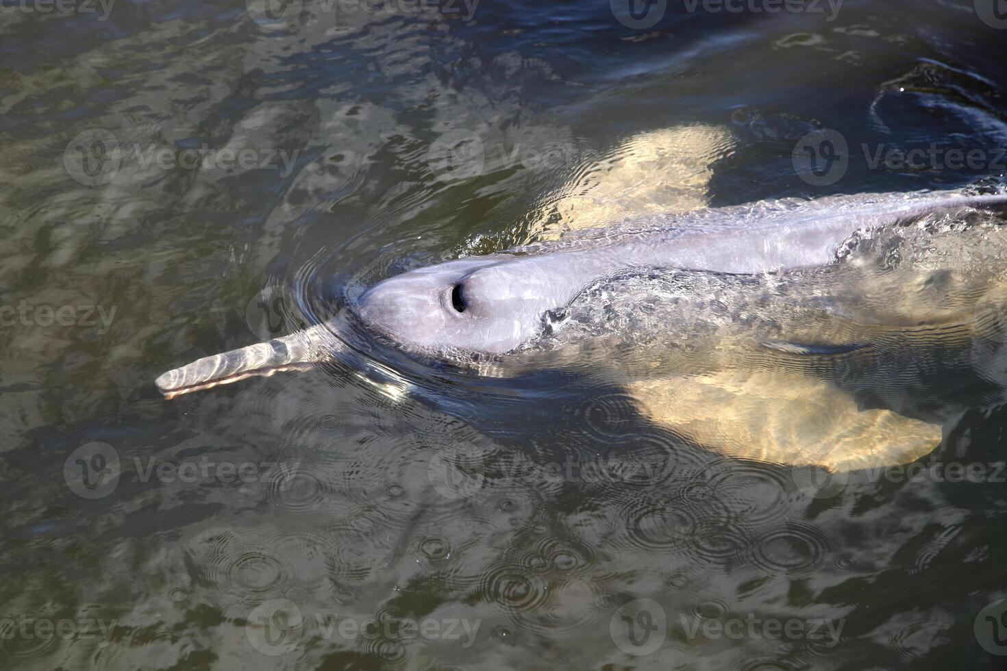 gray dolphin, friendly mammal that exists in quantity in the Tocantins River in Belem do Para, Brazil photo