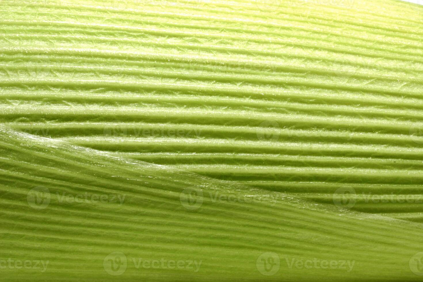 fresh corn seen in various ways and angles photo