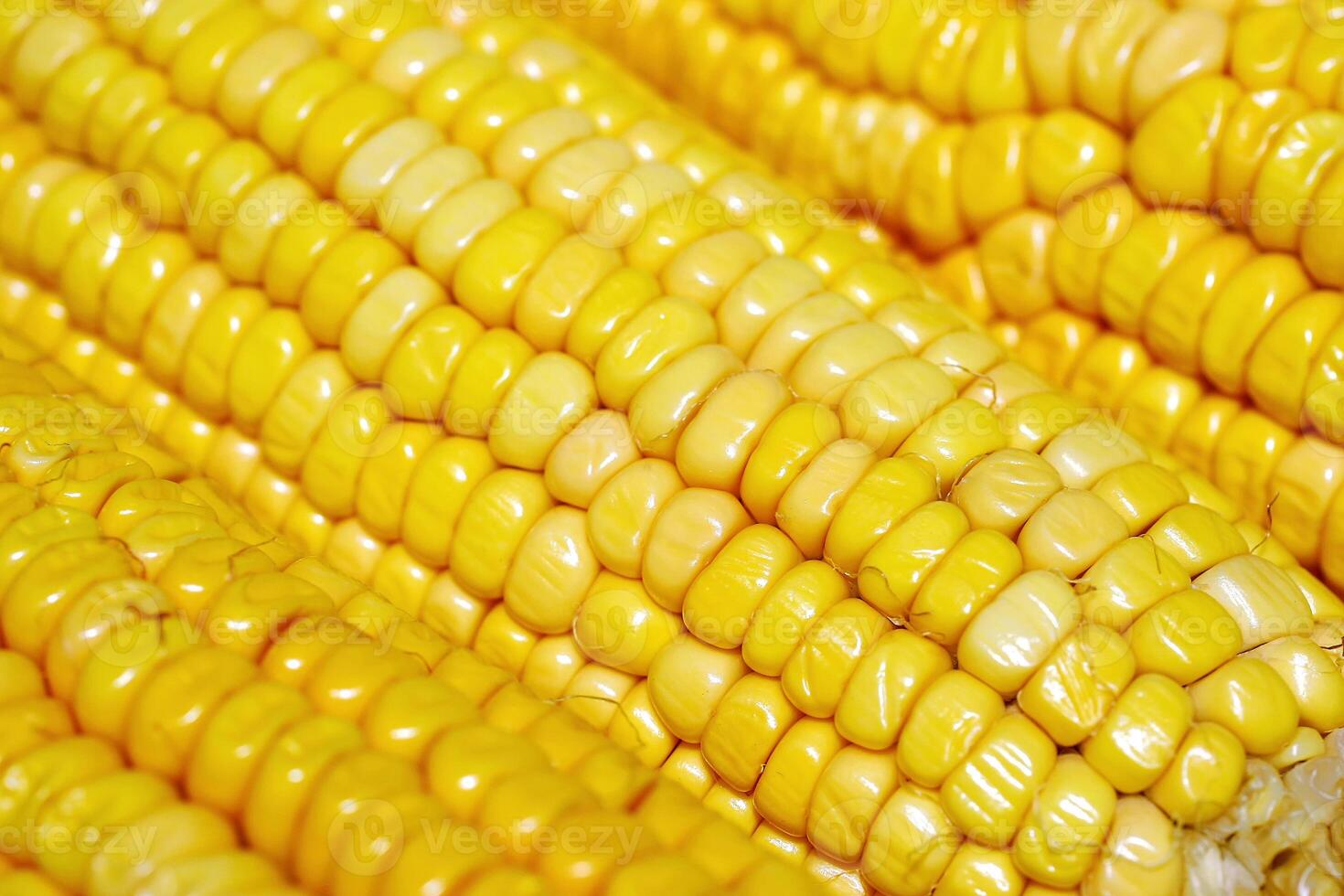 fresh corn seen in various ways and angles photo