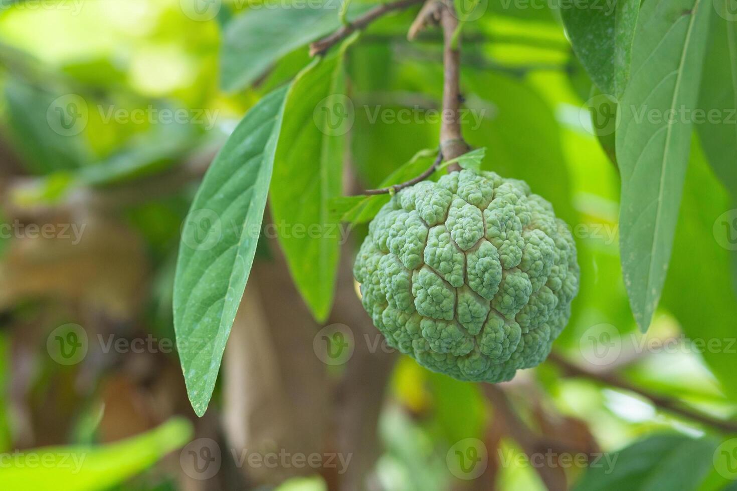Custard apple ripens while still on the tree. custard apple or sugar apple is fruit whose flesh is white and has oval seeds. Flesh is sweet and delicious to eat is commonly found in tropical countries photo