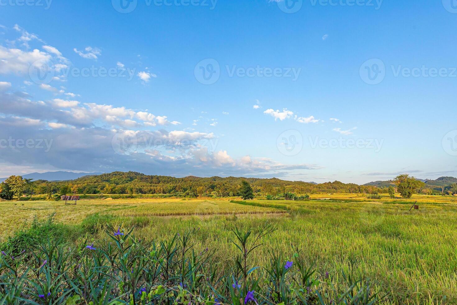 Golden Rice Field and sky with clouds has a big mountain in the northern provinces of Thailand. photo