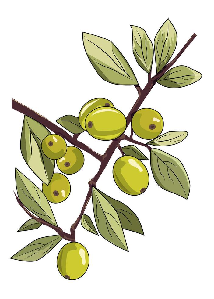 flat Olive branch with olives vector