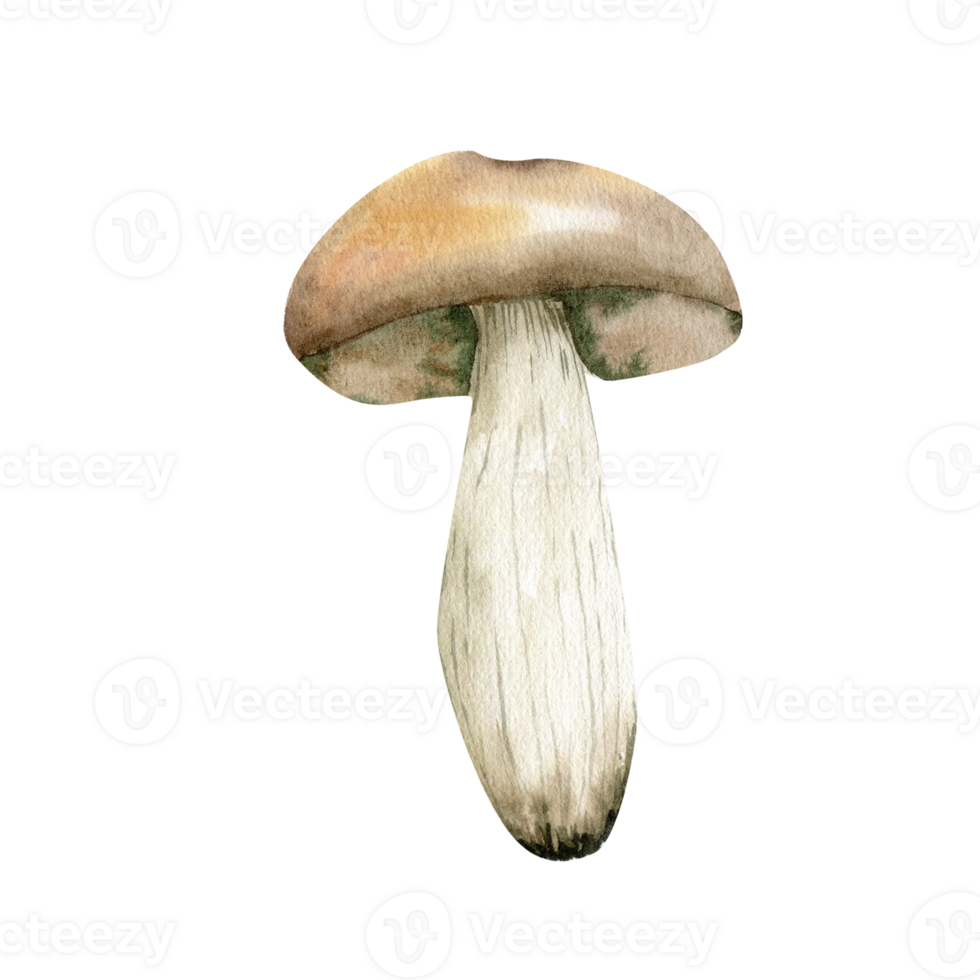 boletus fungo acquerello illustrazione. spugnoso vegetariano buongustaio cucina.commestibile fungo. autunno clip arte per Imballaggio, menù, grossolano logo design png