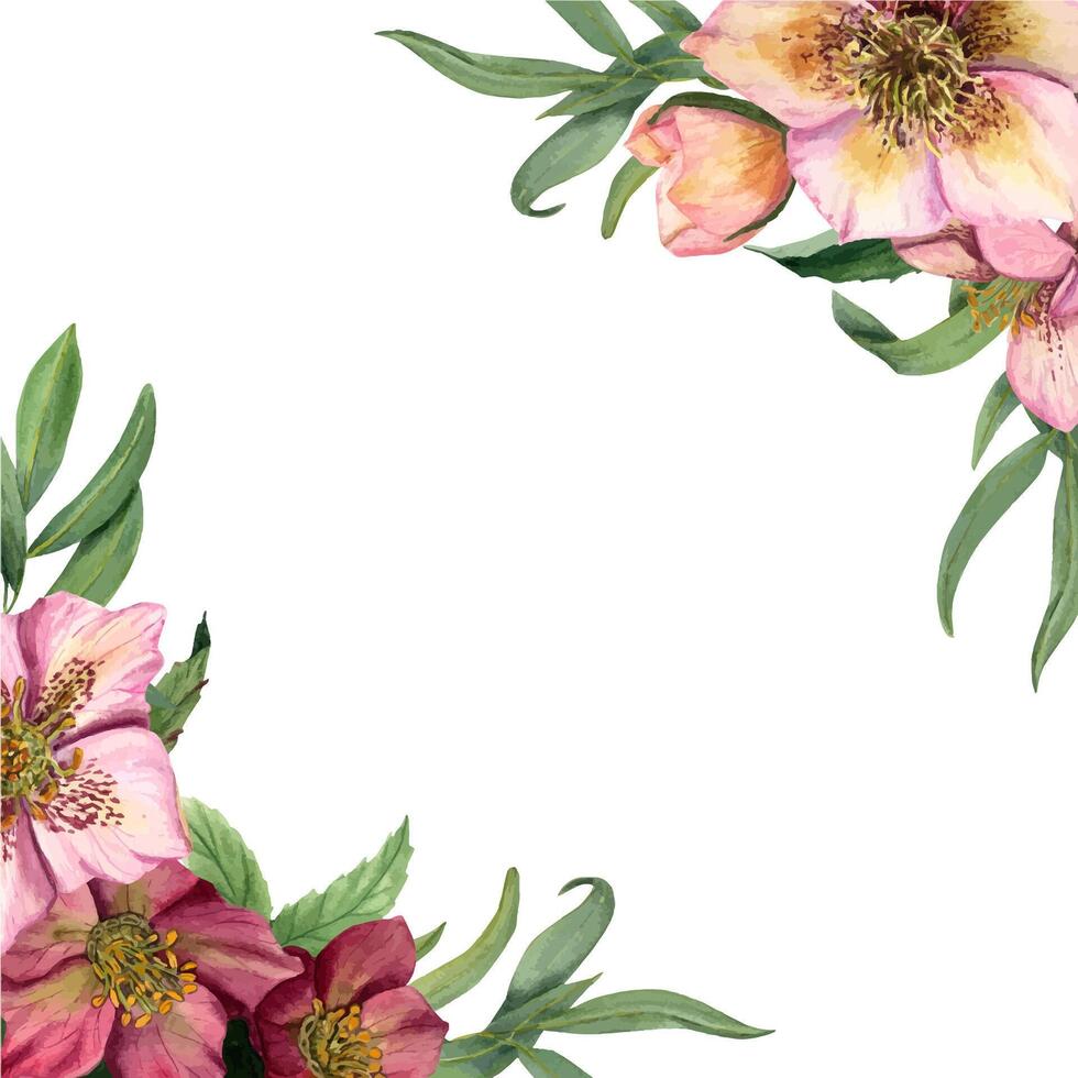Watercolor hellebores. Frame with flowers. Botanical painting for postcard design, invitation template. vector