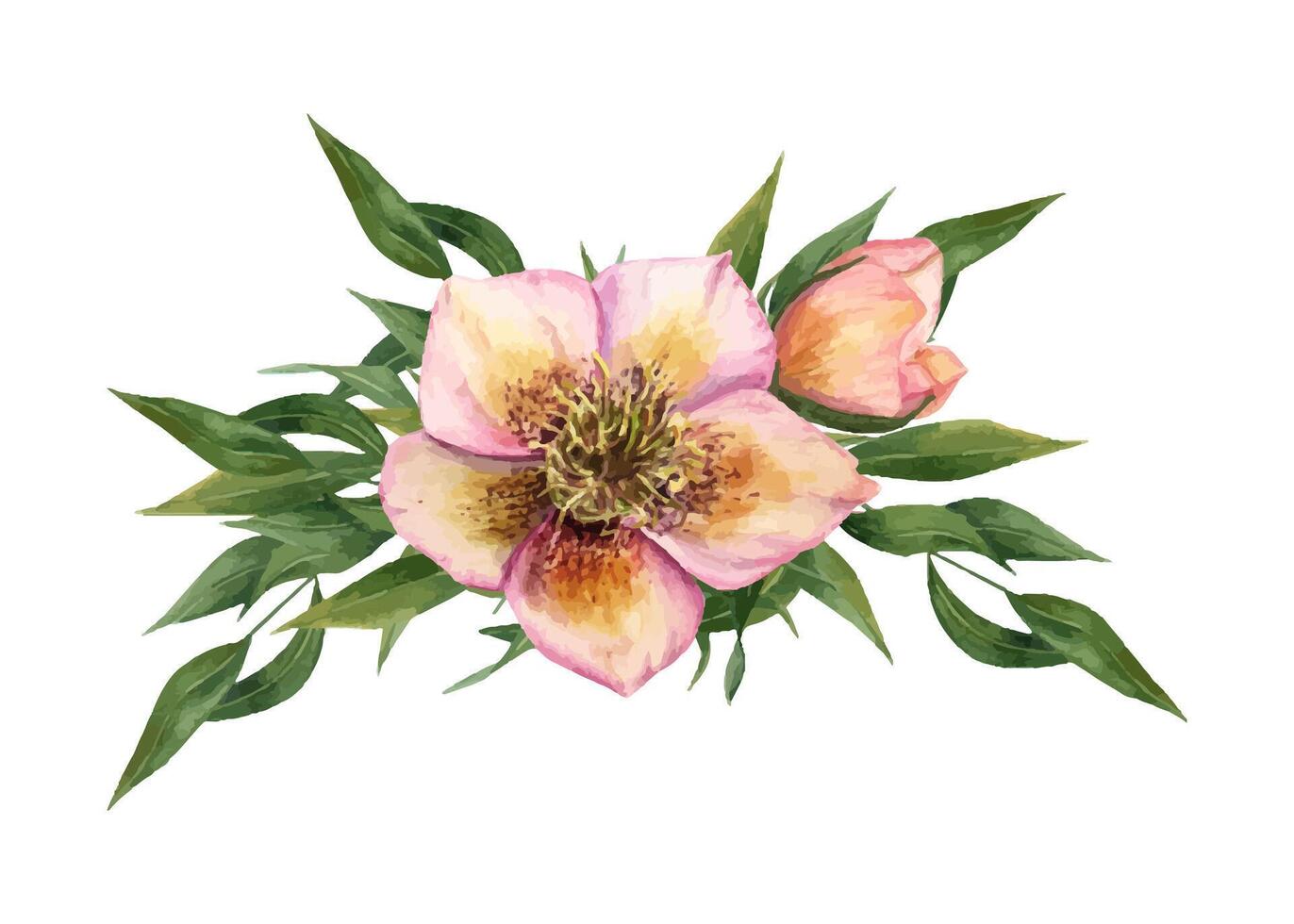 Hellebore with green eucalyptus branches. Spring plants. Helleborus flower. Garden flowers. Watercolor illustration. vector