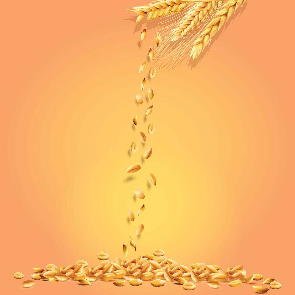 Realistic Wheat with Background vector