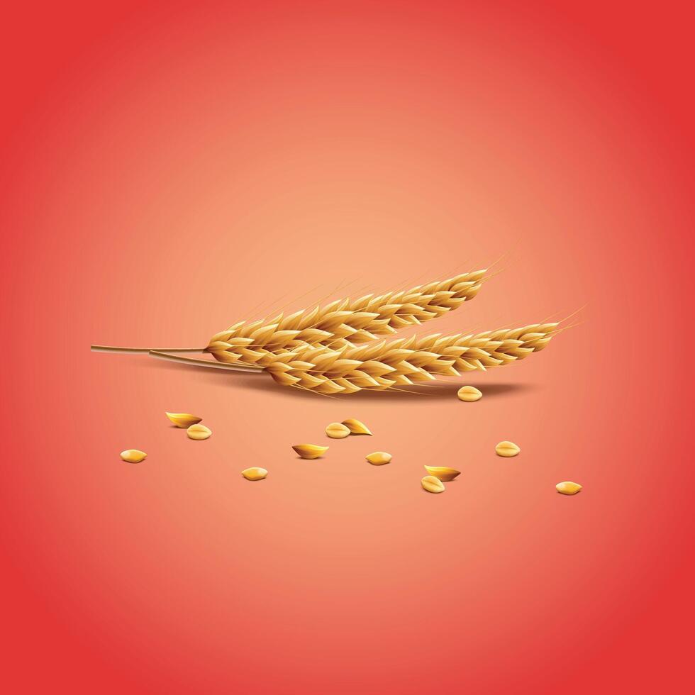 Oats, wheat,cereal plant with dry texture and seeds. Agriculture and harvesting wholegrain product vector