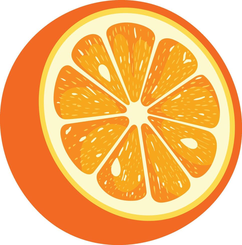 Fresh half of orange isolated vector