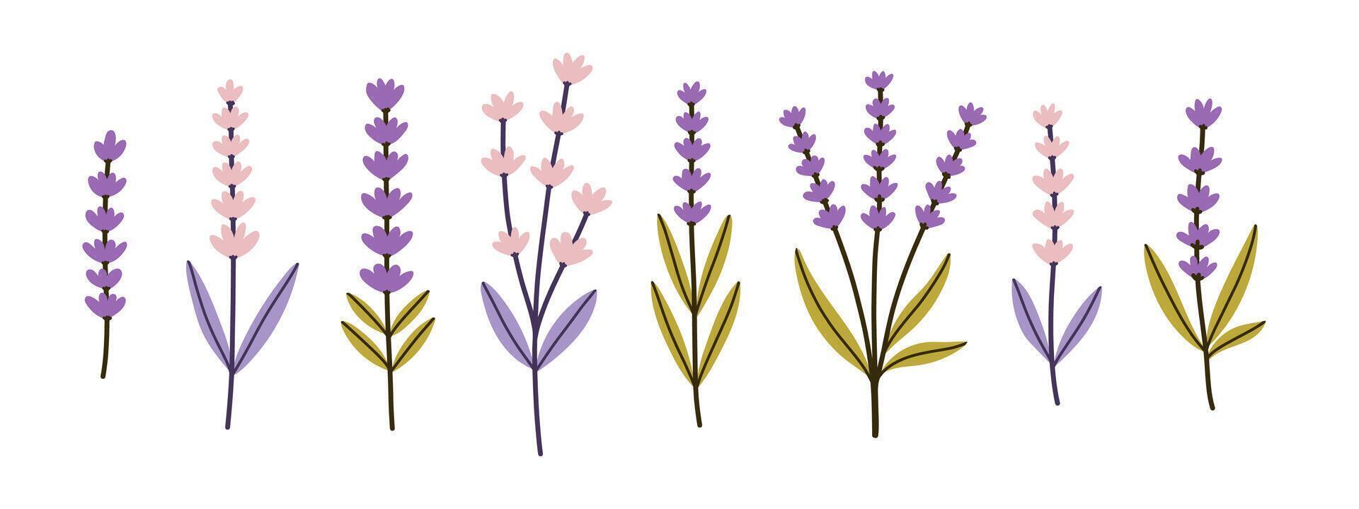 lavandas, provence flores colocar. francés floral hierbas con rosado y Violeta florece sencillo plano colección de salvaje campo Lavandula dibujos. ilustración aislado en blanco antecedentes. vector