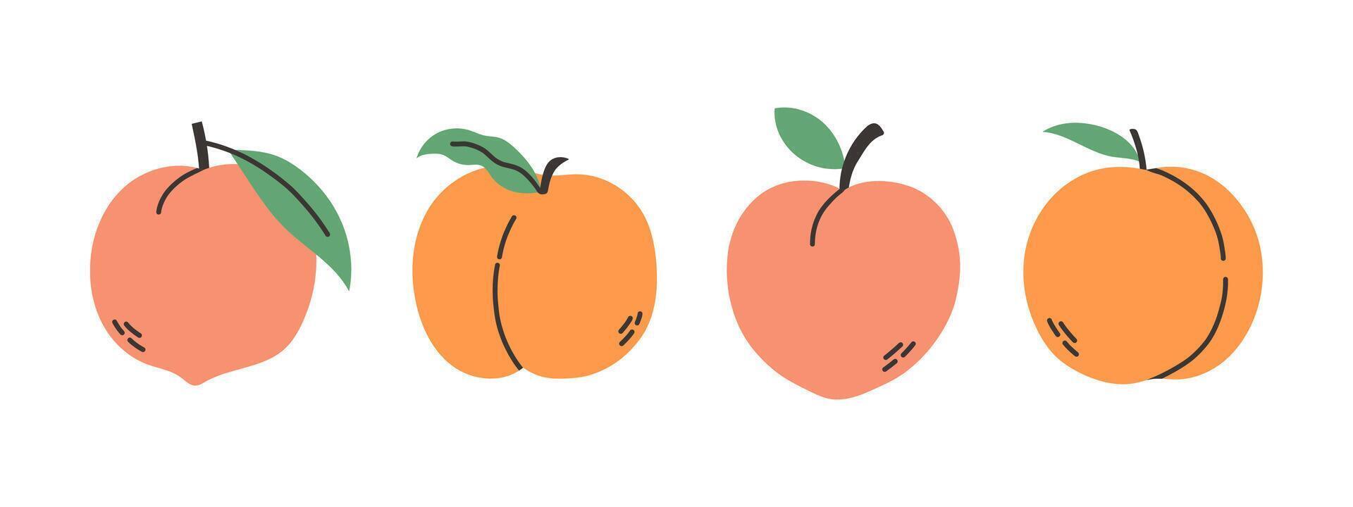 Set of abstract peach. Simple peach. Tropical fruit collection design for interior, poster, cover, banner. vector