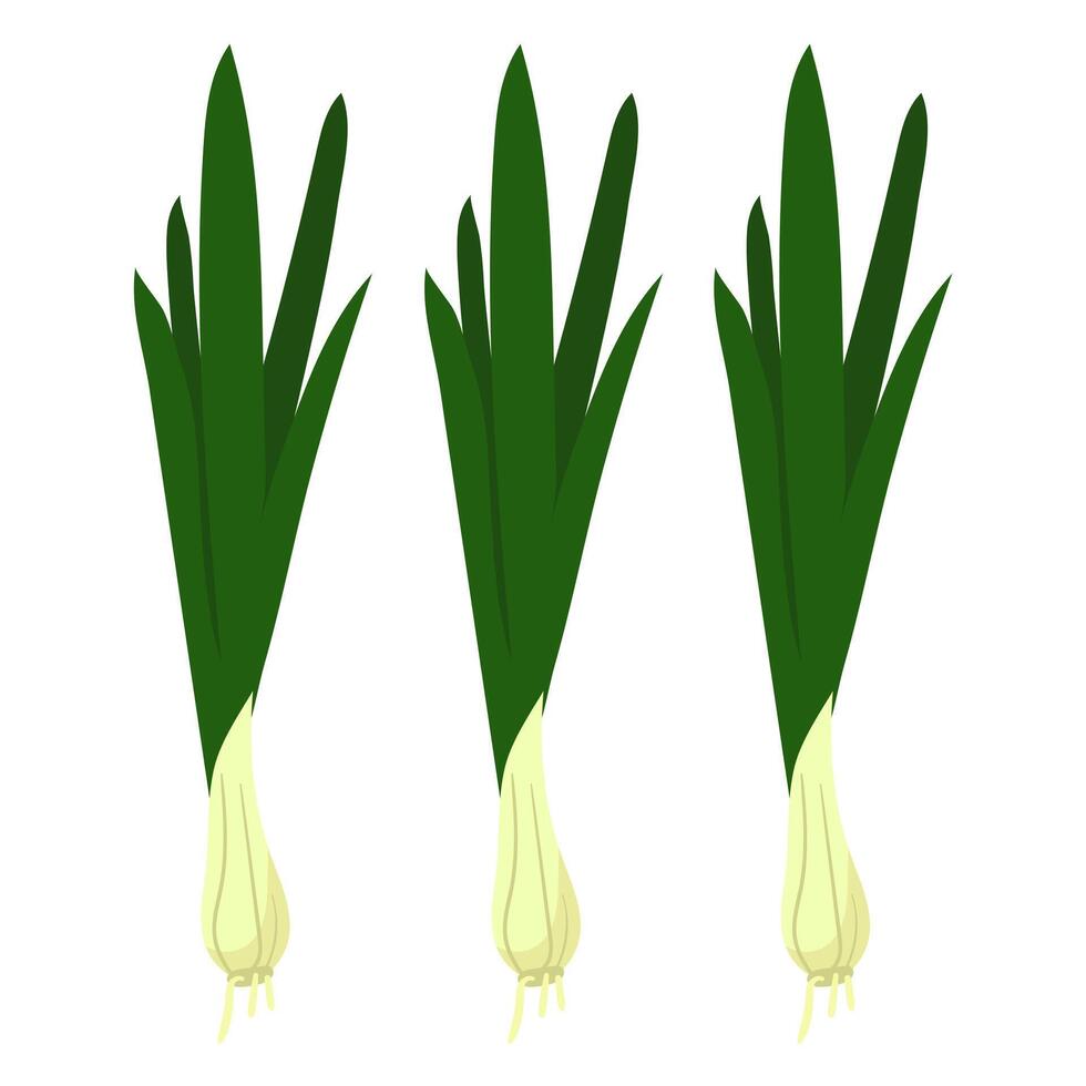 Fresh green onions with a crispy texture show off their bright colors, a group. It can be used in cooking blogs, recipe books, emphasizing the freshness of green onions in various dishes. vector