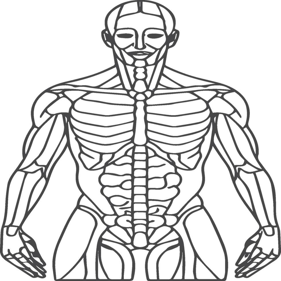 Anatomy coloring pages. Anatomy outline for coloring book vector