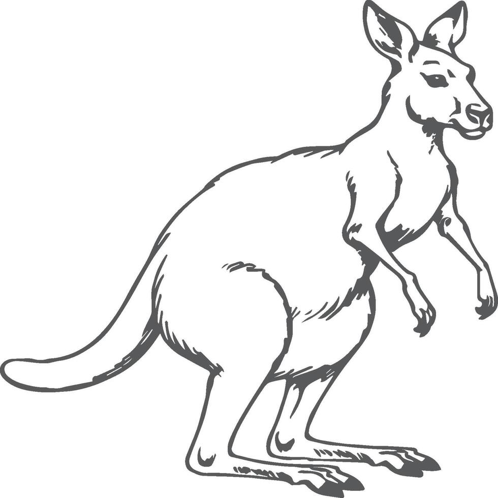 Kangaroo coloring pages. Kangaroo animal outline for coloring book vector